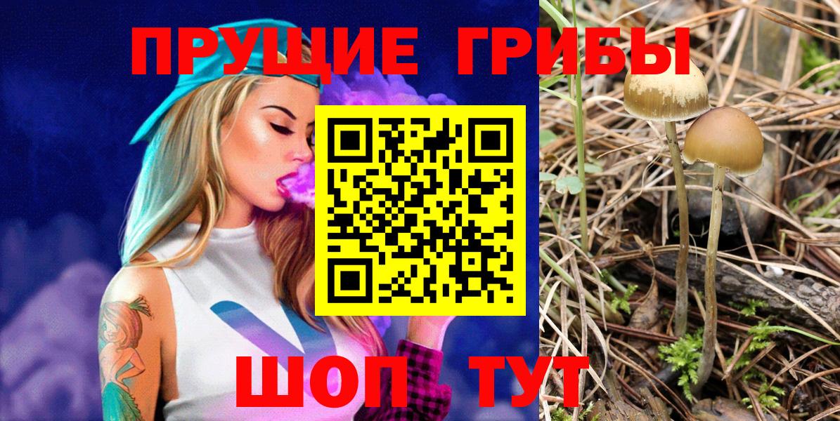 Псилоцибиновые грибы Psilocybine cubensis Кировск